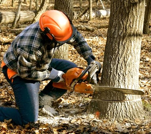 Tree Removal in Lanark Village, FL